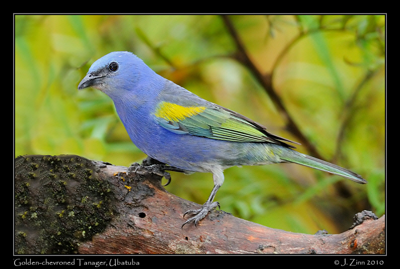 golden-chevroned-tanager_4663a