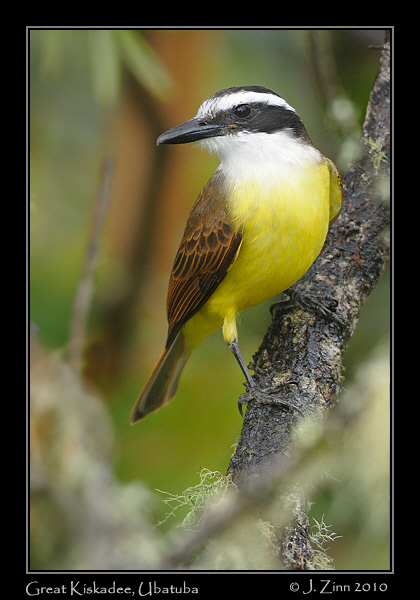 great-kiskadee_4760a