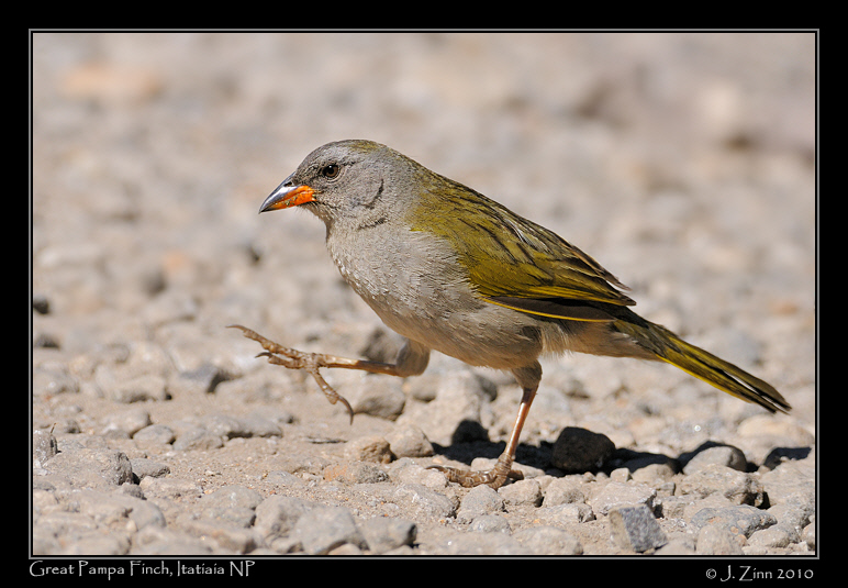 great-pampa-finch_5528a