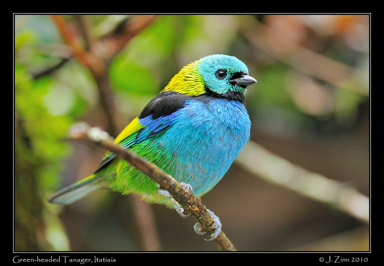 green-headed-tanager_5002a