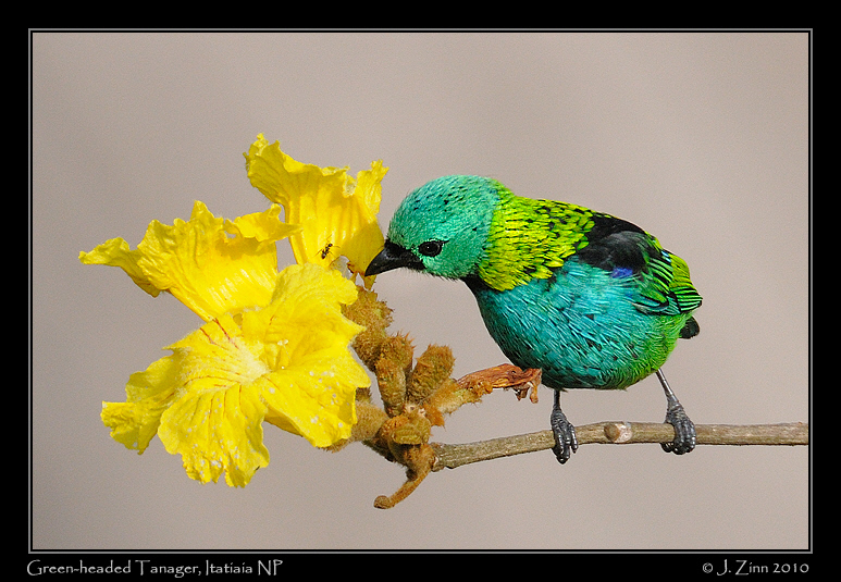 green-headed-tanager_5320a