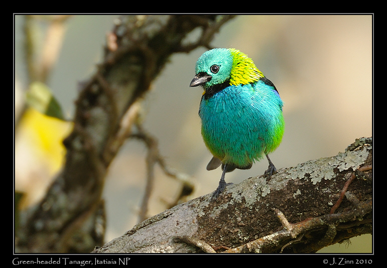 green-headed-tanager_5333bw