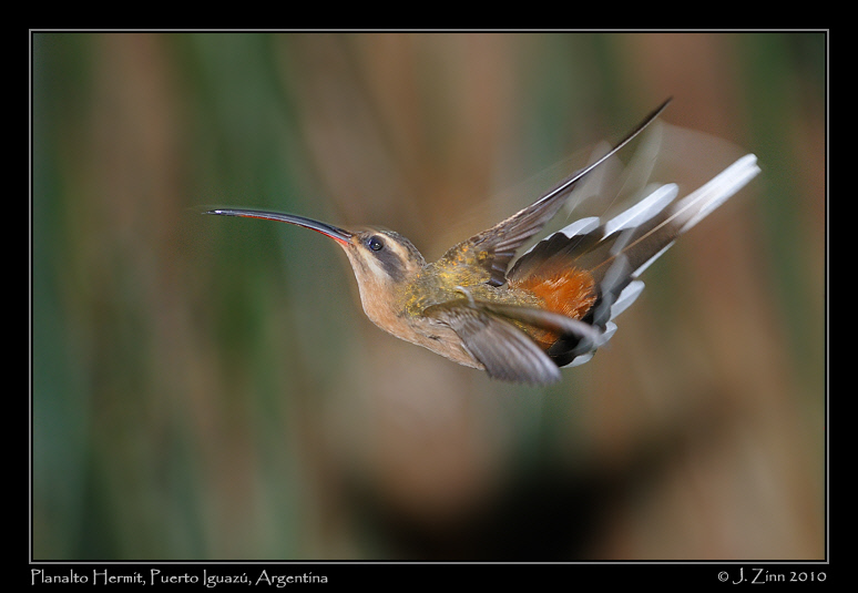 planalto-hermit_6201a
