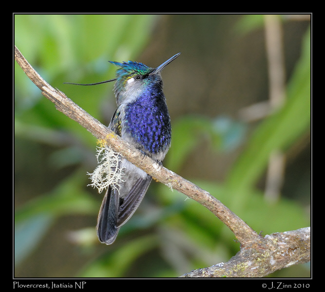 plovercrest_5455a