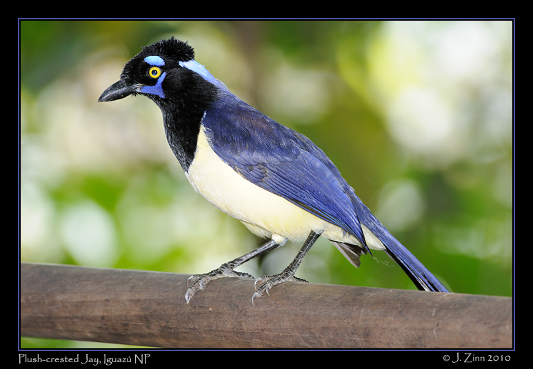 plush-crested-jay-JZ5_6134a