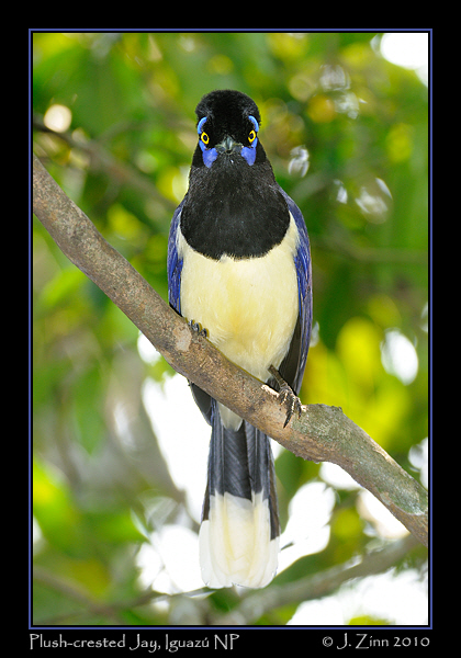 plush-crested-jay-JZ5_6138a