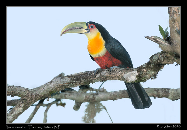 red-breasted-toucan_5662aw