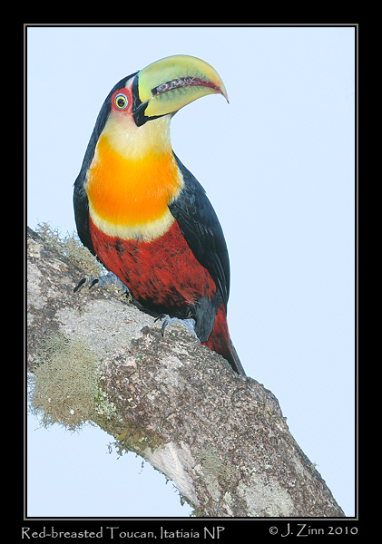 red-breasted-toucan_5664a