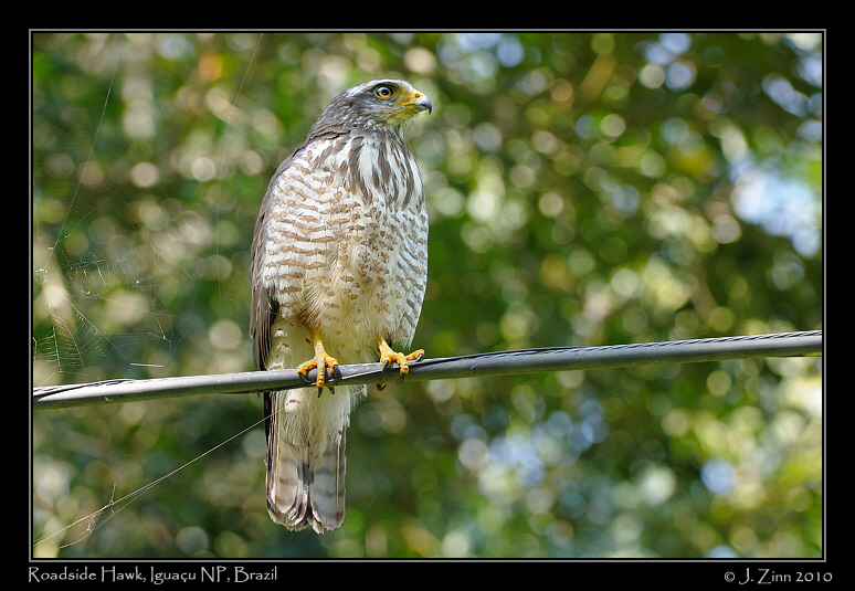 roadside-hawk_5938a