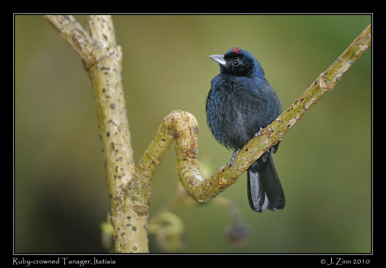 ruby-crowned-tanager_5027a