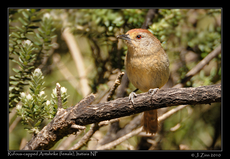 rufous-capped-antshrike_5617aw