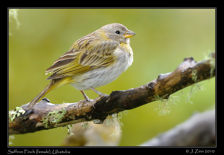 saffron-finch_4785a