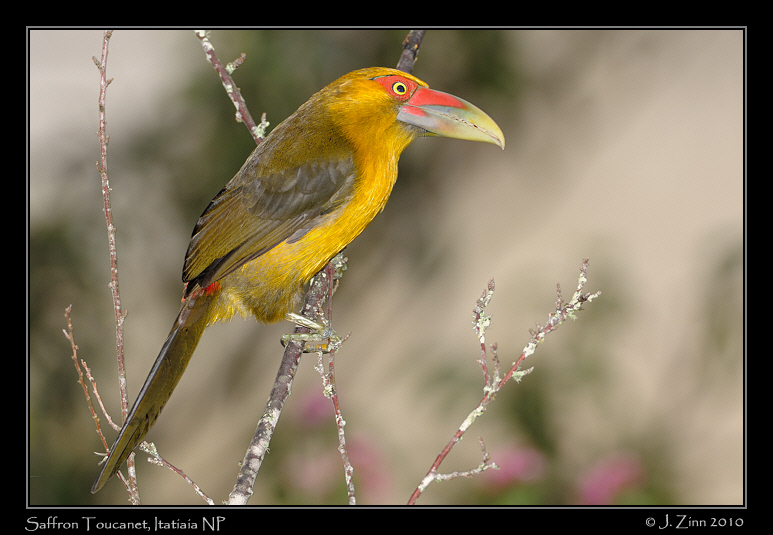 saffron-toucanet_5122a