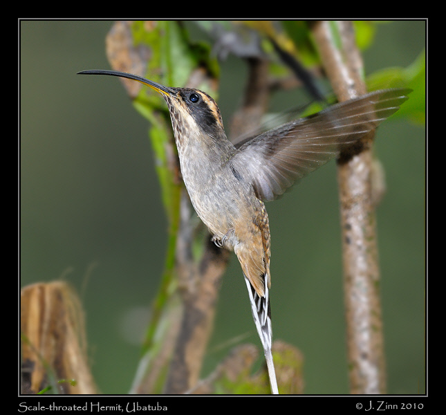 scale-throated-hermit_4805a