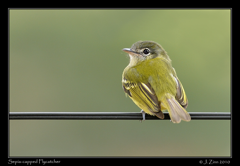 sepia-capped-flycatcher_4929a