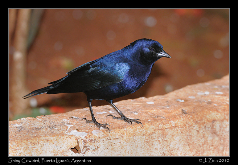 shiny-cowbird_6204a