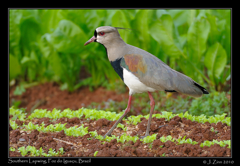 southern-lapwing_6023a