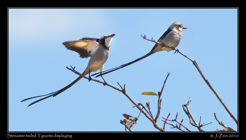 streamer-tailed-tyrant_5785xyb