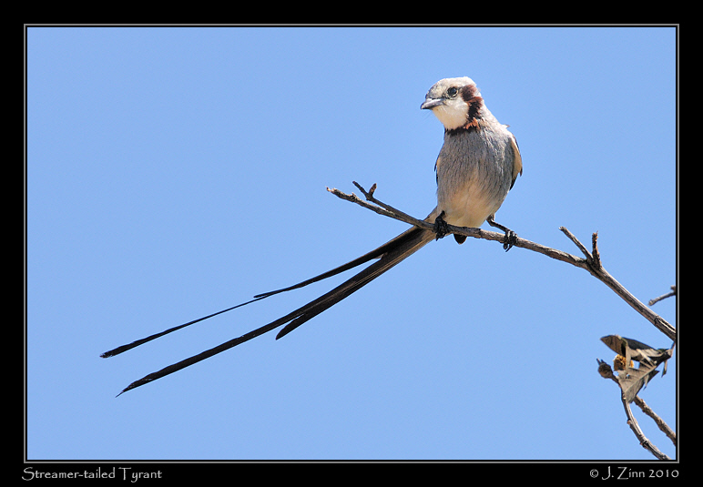 streamer-tailed-tyrant_5813a
