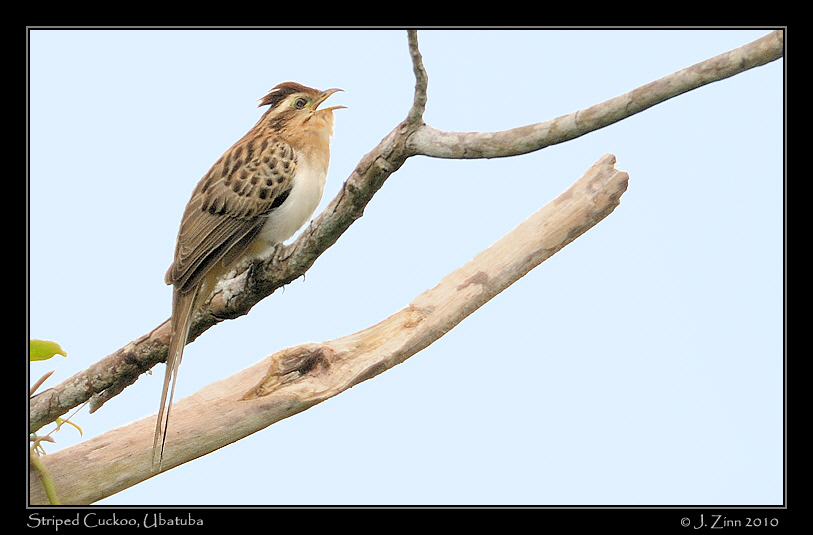 striped-cuckoo_4589a