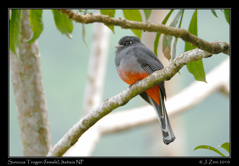 surucua-trogon_5299a