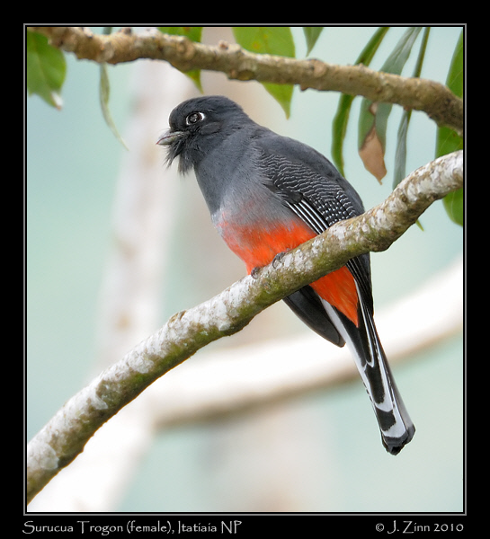 surucua-trogon_5307b