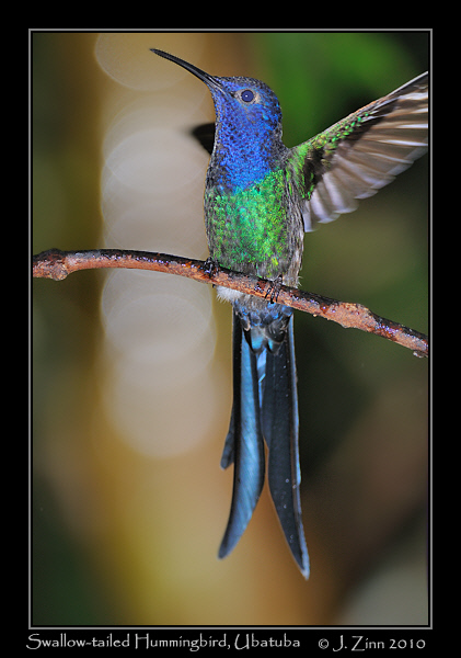 swallow-tailed-hummingbird_4560a