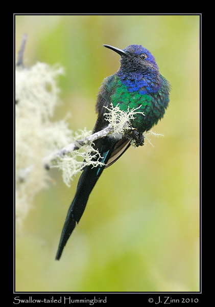 swallow-tailed-hummingbird_4735a