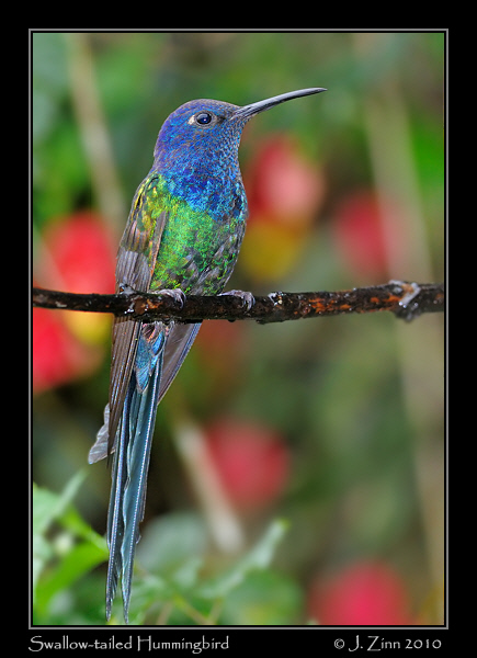 swallow-tailed-hummingbird_4863b