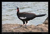  Black-fronted Piping Guan, Iguazu National Park, Argentina � Janet Zinn 2010
