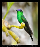  Violet-capped Woodnymph, Ubatuba, Brazil � Janet Zinn 2010