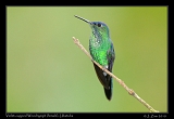 Violet-capped Woodnymph (female), Ubatuba, Brazil � Janet Zinn 2010