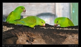 Blue-winged Parrotlets, Ubatuba, Brazil � Janet Zinn 2010