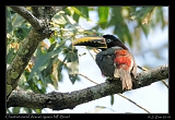  Chestnut-eared Aracari, Iguazu National Park,  Brazil � Janet Zinn 2010