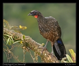  Dusky-legged Guan, Itatiaia National Park, Brazil � Janet Zinn 2010