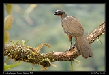  Dusky-legged Guan, Itatiaia National Park, Brazil � Janet Zinn 2010