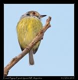  Eared Pygmy-Tyrant, Iguazu National Park, Argentina � Janet Zinn 2010