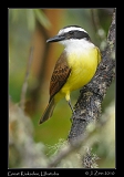  Great Kiskadee, Ubatuba, Brazil � Janet Zinn 2010