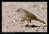  Great Pampa Finch, Itatiaia National Park, Brazil � Janet Zinn 2010
