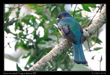  Green-backed Trogon, Itatiaia National Park, Brazil � Janet Zinn 2010