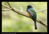 Green-backed Trogon, Itatiaia National Park, Brazil � Janet Zinn 2010