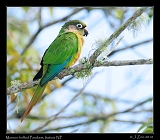  Maroon-bellied Parakeet, Itatiaia National Park, Brazil � Janet Zinn 2010