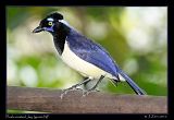  Plush-crested Jay, Iguazu National Park, Argentina � Janet Zinn 2010