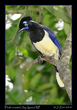  Plush-crested Jay, Iguazu National Park, Argentina � Janet Zinn 2010
