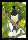  Plush-crested Jay, Iguazu National Park, Argentina � Janet Zinn 2010
