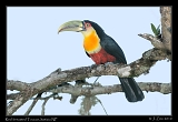  Red-breasted Toucan, Itatiaia National Park, Brazil � Janet Zinn 2010