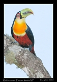  Red-breasted Toucan, Itatiaia National Park, Brazil � Janet Zinn 2010