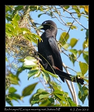  Red-rumped Cacique weaving nest, Itatiaia National Park, Brazil � Janet Zinn 2010