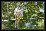  Roadside Hawk, Iguazu National Park, Brazil � Janet Zinn 2010