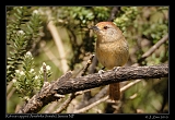  Rufous-capped Antshrike (female), Itatiaia National Park, Brazil � Janet Zinn 2010
